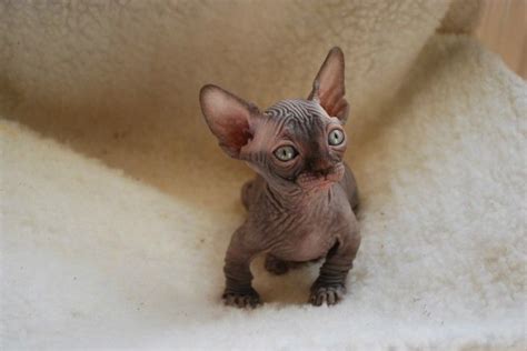 The <strong>sphynx cat</strong> is a unique and engaging breed of <strong>cat</strong>, bred to be hairless but possessing a wonderfully friendly temperament. . Sphynx cat for sale cincinnati